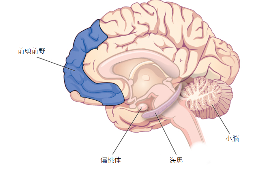 脳のイラストでは、扁桃体、海馬、小脳、前頭前野の位置を示しています。